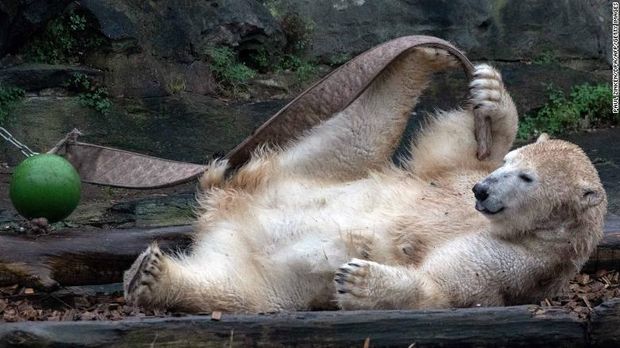Beruang kutub hasil incest