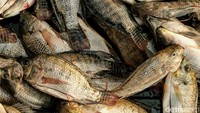 Ikan-ikan yang terdapat di kedua danau tersebut antara lain ikan mujair, ikan gabus, ikan patin, dan ikan nila.  