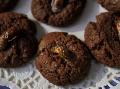Hama Jangkrik yang Kini Jadi Kue Coklat