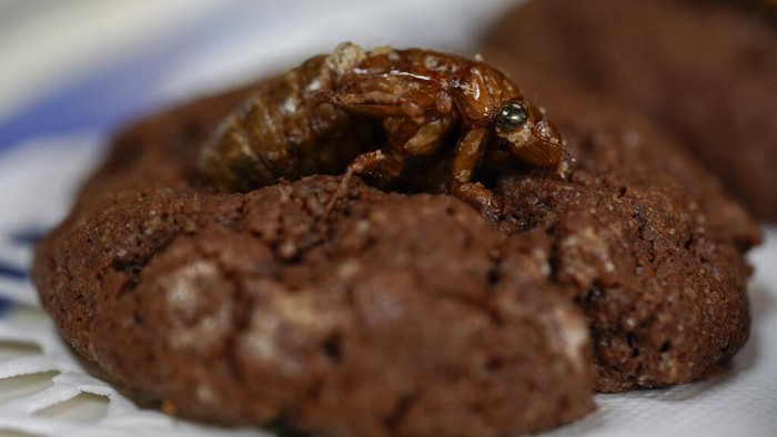Food Eating Cicadas Kue Coklat Jangkrik
Ahli entomologi Universitas Maryland Paula Shrewsbury melakukan penelitian dan berhasil membuat kue coklat jangkrik.