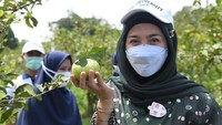 Selain Pangandaran, Desy Ratnasari juga mengunjungi lahan pertanian kampus IPB untuk mencoba memanen langsung jambu kristal yang sangat segar. Foto: Instagram/desyratnasariterdepan