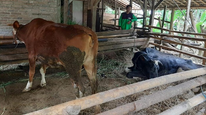 Dinas Peternakan (Disnak) Tulungagung menyelidiki kematian tujuh sapi dan satu kambing di Desa Sidomulyo, Kecamatan Pagerwojo.