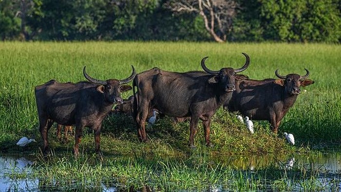 Indonesia Hentikan Sementara Impor Daging Kerbau Dari India Terkait Pandemi COVID-19