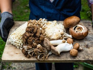 Ini 6 Manfaat Makan Jamur Secara Teratur