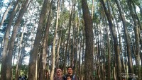 Pohon pinus