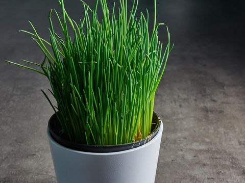 white flower pot with fresh chives on the kitchen desk