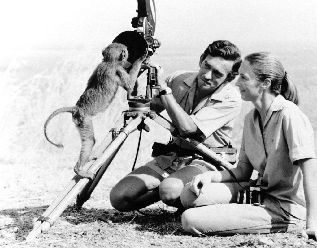 Jane Goodall bersama suami Hugo van Iawick pada Januari 1974 (AP Photo)