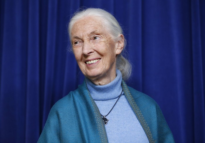 Primatologis Jane Goodall saat merayakan ulang tahun ke-85 (AP Photo/Damian Dovarganes, File)