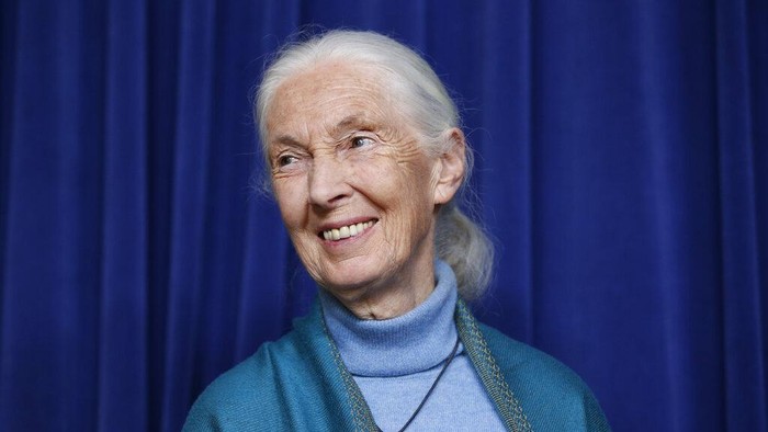 Primatologis Jane Goodall saat merayakan ulang tahun ke-85 (AP Photo/Damian Dovarganes, File)