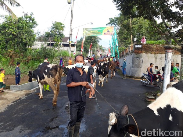 Digelar diakhir perayaan Lebaran atau H+7, bertepatan dengan kupatan warga menyebutnya bakdo kupat atau bakdo sapi. Ragil Ajiyanto/detikcom) Digelar diakhir perayaan Lebaran atau H+7, bertepatan dengan kupatan warga menyebutnya bakdo kupat atau bakdo sapi. Ragil Ajiyanto/detikcom)