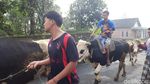 Foto: Tradisi Lebaran Sapi di Boyolali