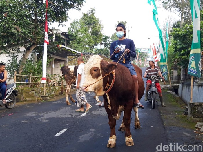 Tradisi Lebaran Sapi di Boyolali Tradisi Lebaran Sapi di Boyolali