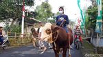 Foto: Tradisi Lebaran Sapi di Boyolali