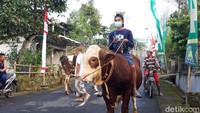 Tradisi menggembala hewan ternak dalam perayaan syawalan di kampung yang berada di lereng Gunung Merapi sisi timur merupakan tradisi tahunan. (Ragil Ajiyanto/detikcom)