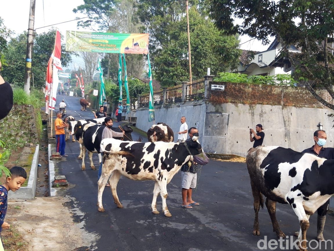 Tradisi Lebaran Sapi di Boyolali