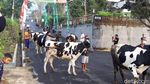 Foto: Tradisi Lebaran Sapi di Boyolali