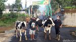 Foto: Tradisi Lebaran Sapi di Boyolali