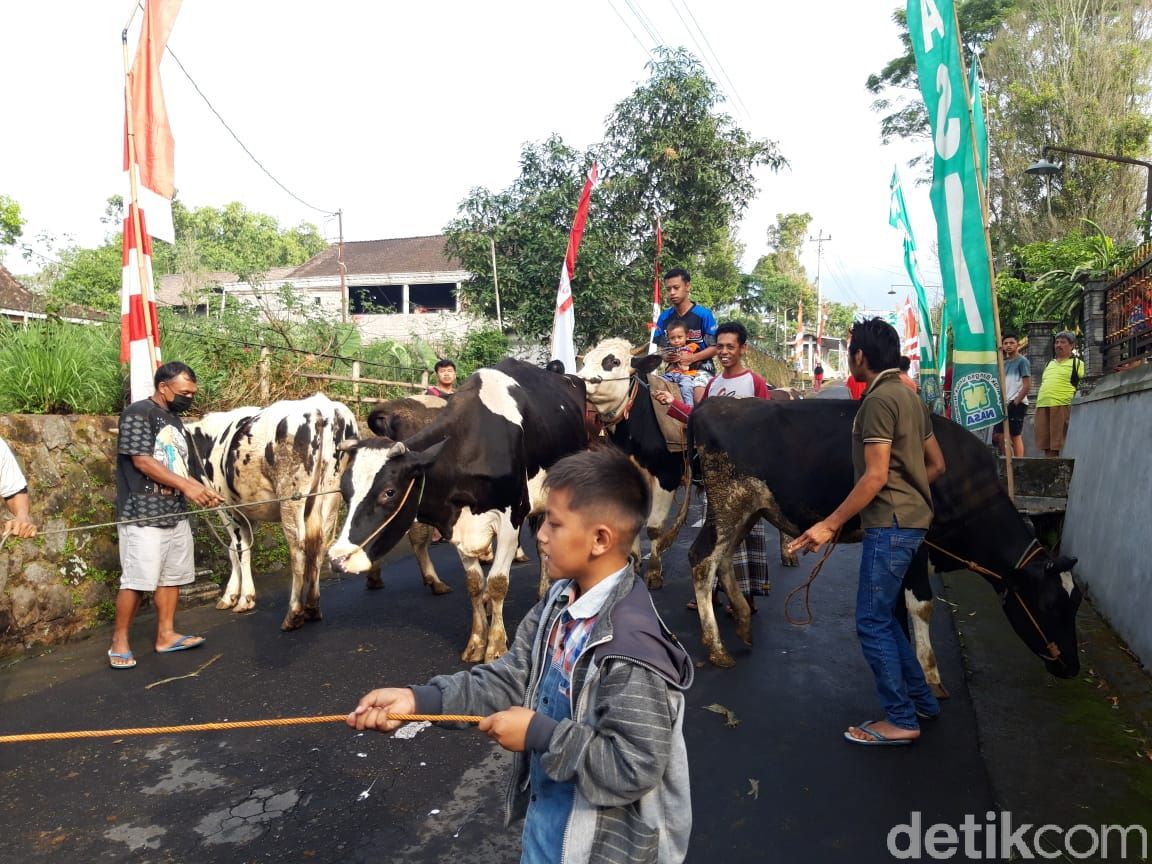 Tradisi Lebaran Sapi di Boyolali