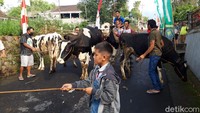 Tradisi lebaran sapi merupakan puncak perayaan Hari Raya idul Fitri. (Ragil Ajiyanto/detikcom)