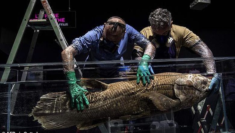 Ikan Coelacanth Ikan purba.