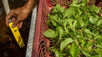 Pembudidayaan tanaman mint di kebun tersebut dapat menghasilkan 50 kilogram daun tanaman mint per bulan dan dijual dengan harga Rp9 ribu per 50 gram.