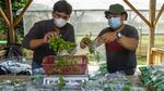 Budidaya Tanaman Mint di Masa Pandemi