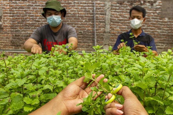 Petani muda mengemas daun tanaman mint (spearta mentha spicata) usai dipanen di kebun Amatta Farm, Desa Purwadana, Telukjambe Timur, Karawang, Jawa Barat, Sabtu (22/5/2021). Pembudidayaan tanaman mint di kebun tersebut dapat menghasilkan 50 kilogram daun tanaman mint per bulan dan dijual dengan harga Rp9 ribu per 50 gram untuk memenuhi kebutuhan pasar swalayan modern, kafe dan restoran serta masyarakat. ANTARA FOTO/M Ibnu Chazar/foc.