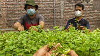 Petani muda memeriksa kadar kualitas nutrisi (ppm) tanaman mint (spearta mentha spicata) di kebun Amatta Farm, Desa Purwadana, Telukjambe Timur, Karawang, Jawa Barat, Sabtu (22/5/2021). 