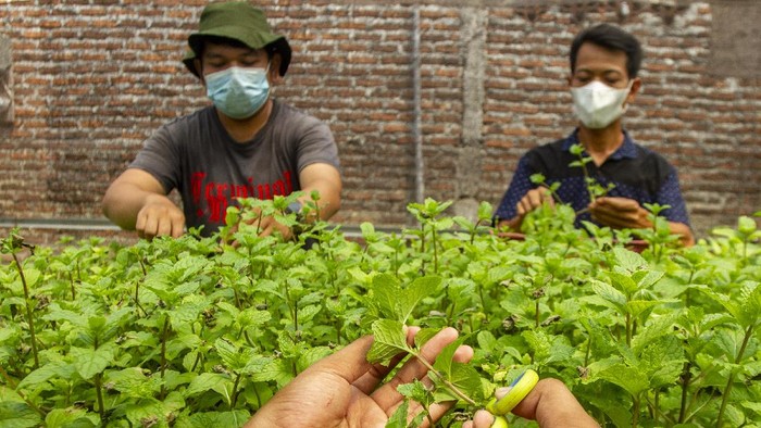 BUDI DAYA TANAMAN MINT Petani muda mengemas daun tanaman mint (spearta mentha spicata) usai dipanen di kebun Amatta Farm, Desa Purwadana, Telukjambe Timur, Karawang, Jawa Barat, Sabtu (22/5/2021). Pembudidayaan tanaman mint di kebun tersebut dapat menghasilkan 50 kilogram daun tanaman mint per bulan dan dijual dengan harga Rp9 ribu per 50 gram untuk memenuhi kebutuhan pasar swalayan modern, kafe dan restoran serta masyarakat. ANTARA FOTO/M Ibnu Chazar/foc.