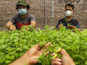 Dengan Aplikasi Agree, Telkom Bikin Petani Digital