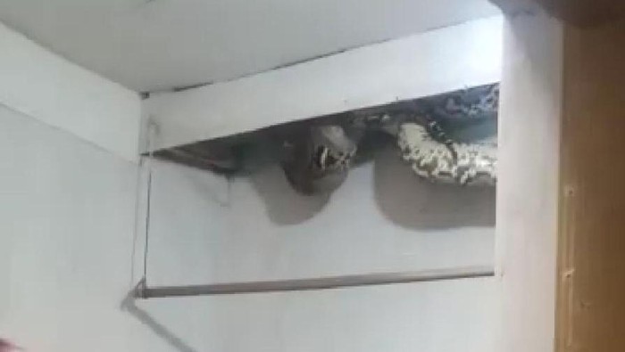 Damkar Jakarta Barat Menangkap Ular Sanca Ukuran 4 Meter dari Plafon Rumah Warga Damkar Jakarta Barat Menangkap Ular Sanca Ukuran 4 Meter dari Plafon Rumah Warga