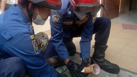 Tampak 2 petugas Damkar berupaya mengeluarkan ular dari plafon rumah warga (Foto: Dok. Damkar Jakarta Barat)
