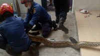 Tak hanya berukuran panjang 4 meter, bobot ular tersebut mencapai 20 kilogram setelah ditimbang. (Foto: Dok. Damkar Jakarta Barat)