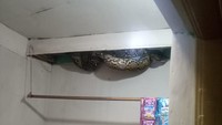 Badan ular tampak bergantung di atas plafon yang sudah dibuka oleh petugas damkar (Foto: Dok. Damkar Jakarta Barat)