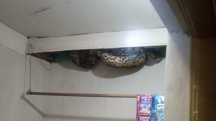 Damkar Jakarta Barat Menangkap Ular Sanca Ukuran 4 Meter dari Plafon Rumah Warga