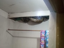 Kenapa Ular Ada di Plafon Rumah, Ini Cara Usir dan Pencegahannya