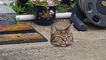 Butuh sekian detik untuk menyadari posisi si kucing. Foto: via Brightside/Reddit 0MattyJ0
