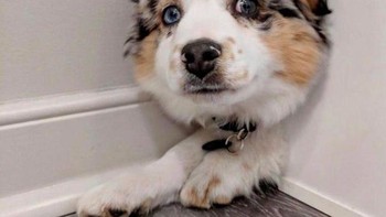 Kalau yang ini bagaimana menjelaskannya? Foto: via Brightside/Reddit @randomhiro7