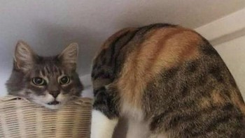 Kepalanya misah? Foto: via Brightside/Reddit i_spin_bubbles