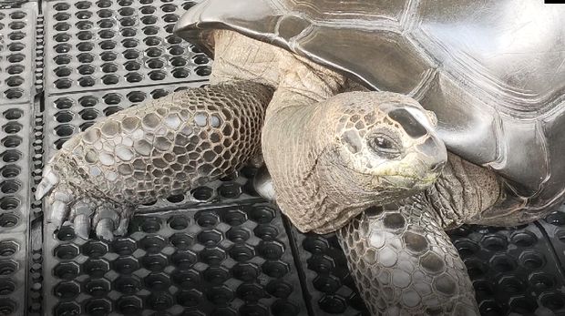 Kura-kura Aldabra King Deigo