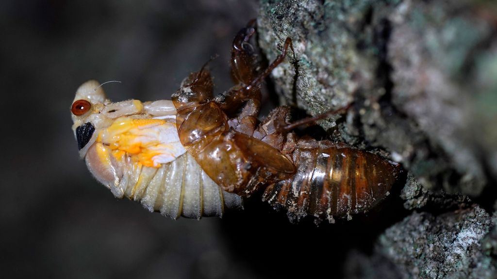 Lebih Enak dari Udang, Serangga Cicada Bakal Jadi Makanan Populer Masa Depan