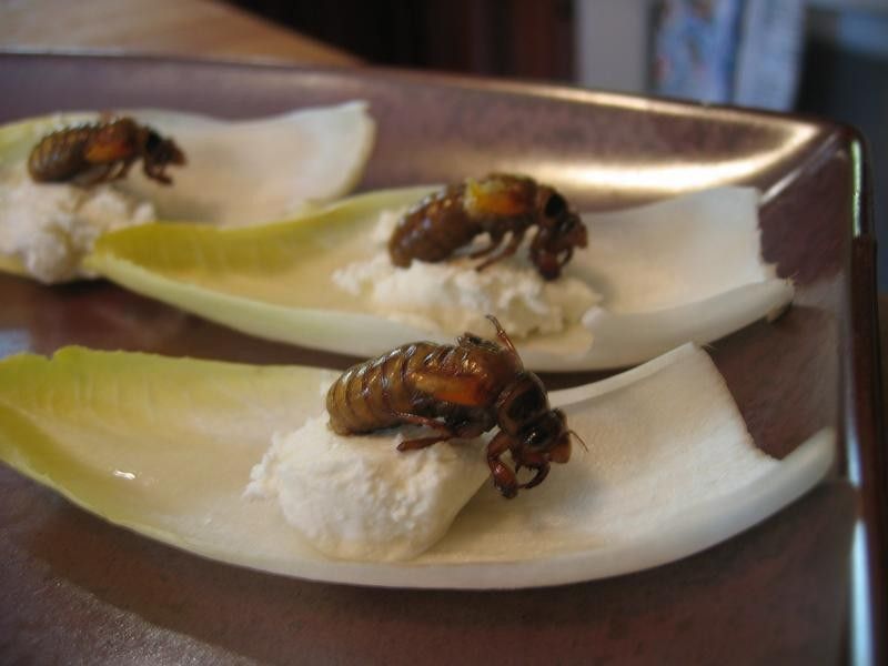 Lebih Enak dari Udang, Serangga Cicada Bakal Jadi Makanan Populer Masa Depan