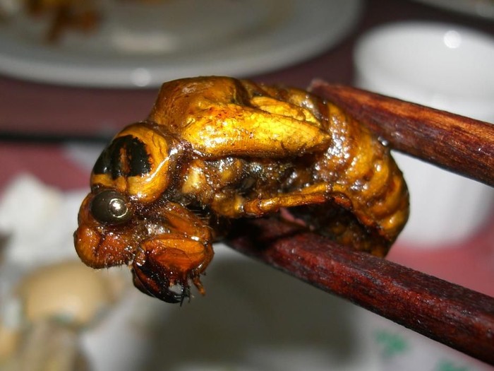 Lebih Enak dari Udang, Serangga Cicada Bakal Jadi Makanan Populer Masa Depan Lebih Enak dari Udang, Serangga Cicada Bakal Jadi Makanan Populer Masa Depan