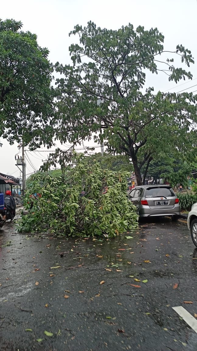 Jalan Juanda Depok Macet Parah Gegara Pohon Tumbang