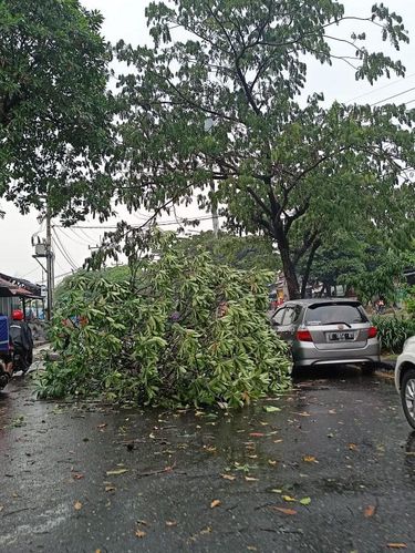 Pohon tumbang di Jalan Juanda Depok