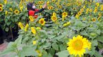 Hamparan Kebun Bunga Matahari Ini Ada di Atap Gedung Lho