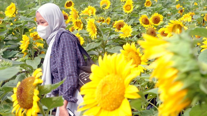 TAMAN BUNGA MATAHARI DI ATAP GEDUNG PUSAT PERBELANJAAN Seekor lebah hinggap di salah satu bunga matahari di Bogor Sky Garden, Mall BTM, Kota Bogor, Jawa Barat, Sabtu (22/5/2021). Taman bunga matahari di atap gedung pusat perbelanjaan tersebut menjadi lokasi wisata alternatif bagi pengunjung dalam mengisi libur akhir pekan di masa pandemi COVID-19 dengan tetap menerapkan protokol kesehatan. ANTARA FOTO/Arif Firmansyah/wsj.