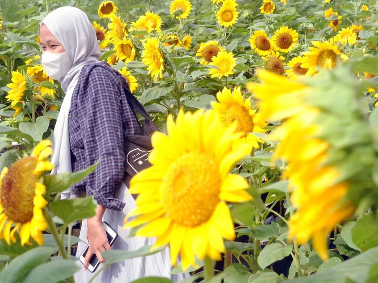 Hamparan Kebun Bunga Matahari Ini Ada di Atap Gedung Lho