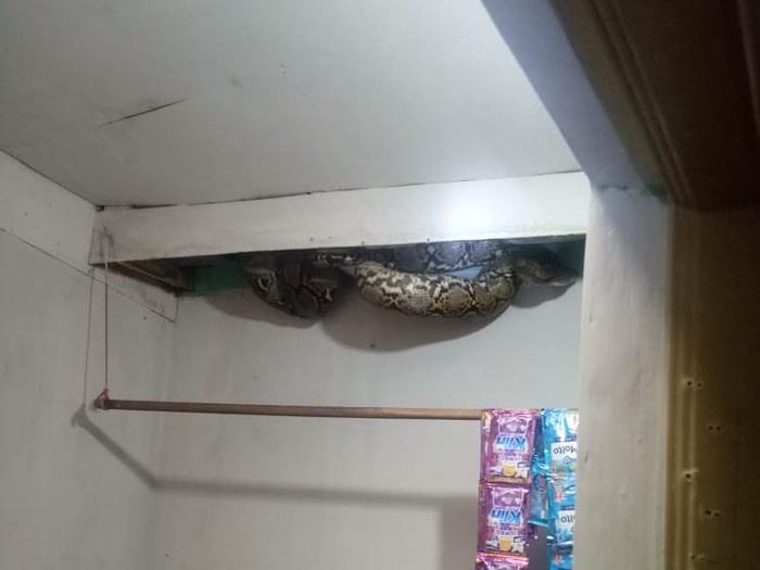 Ular muncul di plafon rumah warga di Jakbar