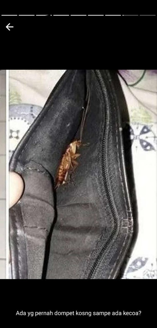 Saking usangnya sampai ada bisa ada kecoa di dompet. Bagi yang takut kecoa, horrornya double nih kalau nemu dompet yang kayak gini.. Foto: Instagram/@kocak_bareng2